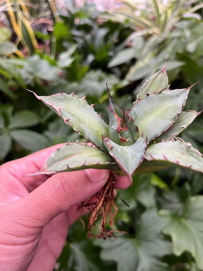 アガベ チタノタ 赤鬼 redghost 親株 コレクション株 【公式通販】