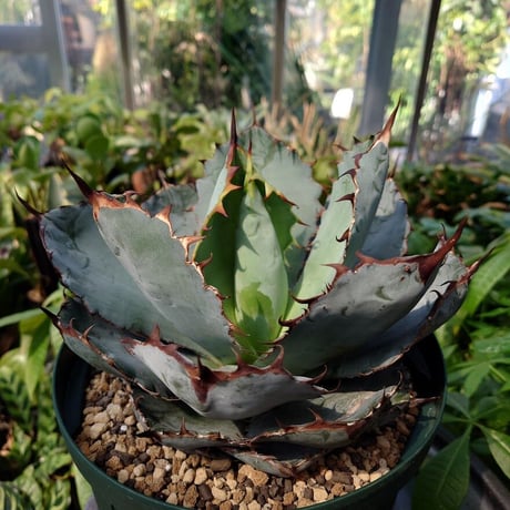 アガベ チタノタ ブラックアンドブルー Agave titanota black&blue BB3 美株