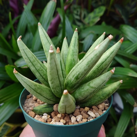 sansevieria | STORES sansevieria | STORES