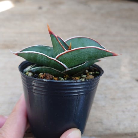 Sansevieria rorida サンスベリア ロリダ R8
