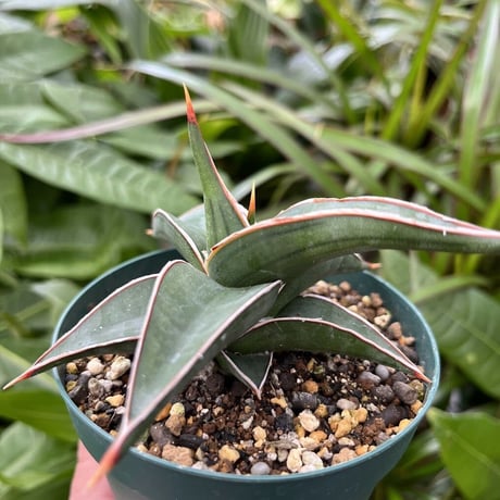 サンスベリア ラヴラノス 23251 Sansevieria Lav.23251 (LAV5)
