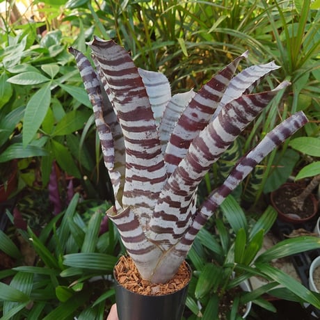 エクメア チャンティニー ブラックアイス 2 Aechmea chantinii CV. Black Ice seedling F1