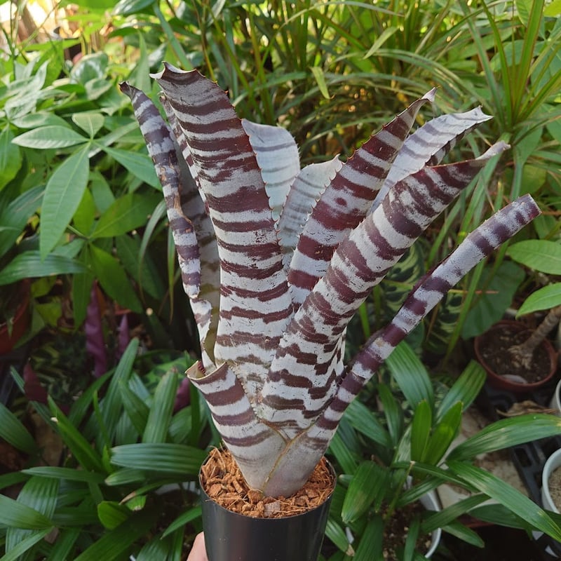 エクメア チャンティニー ブラックアイス 2 Aechmea chantinii エクメア チャンティニー ブラックアイス 2 Aechmea chantinii