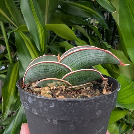 Sansevieria rorida サンスベリア ロリダ R20