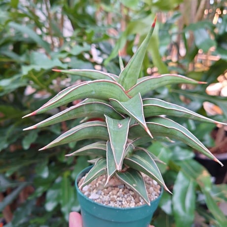 サンスベリア ラヴラノス 23251 Sansevieria Lav.23251斑入り