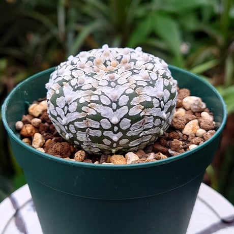 アストロフィツム スーパー兜 Vタイプ 2 Astrophytum asterias cv 'Super Kabuto' V