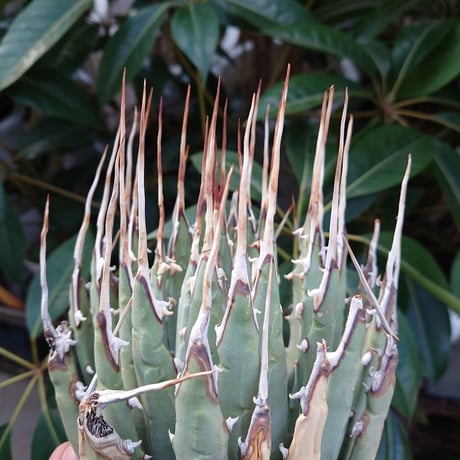 アガベ ユタエンシス ネバデンシス 7 Agave uthaensis var. nevadensis