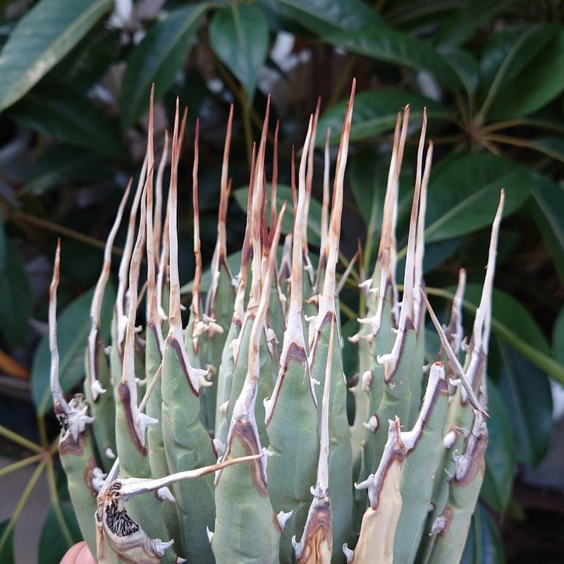 アガベ ユタエンシス ネバデンシス 7 Agave uthaensis var. nevade