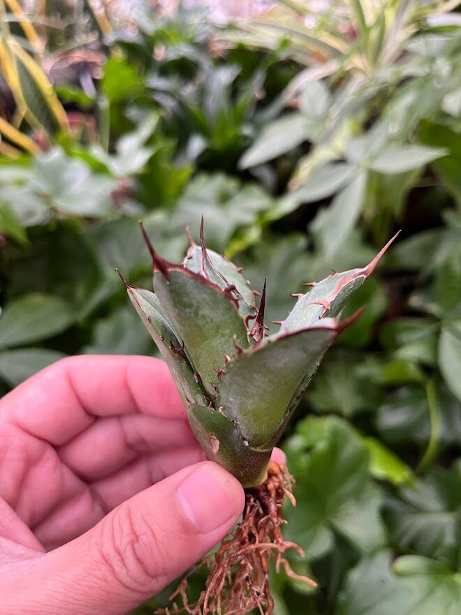 アガベ チタノタ レッドゴースト RG2 Agave titanota “赤鬼“ redgho