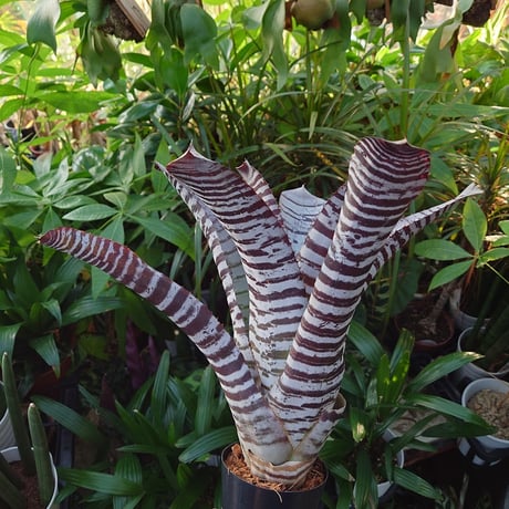 エクメア チャンティニー ブラックアイス 1 Aechmea chantinii CV. Black Ice seedling F1