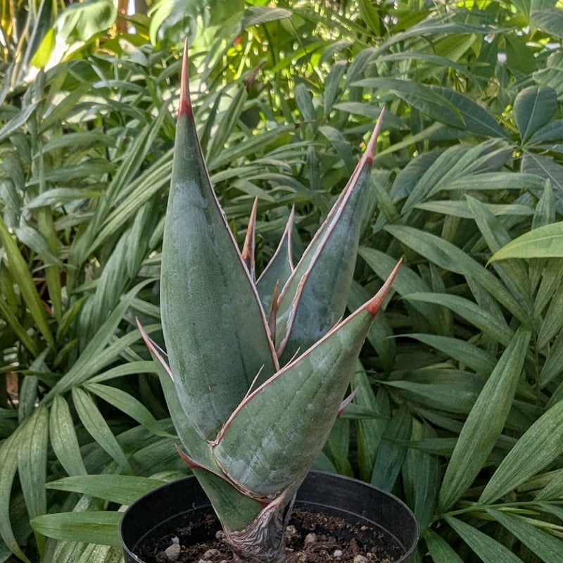Sansevieria Pinguicula サンセベリア ピングイキュラ SP14 | My
