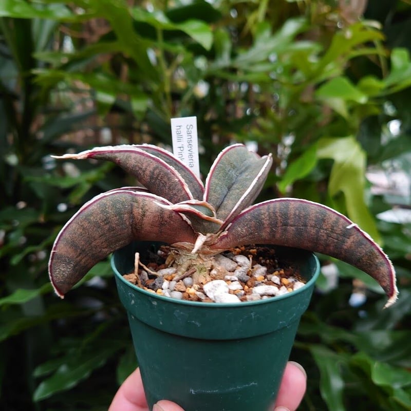 斑入り　サンセベリア　ピンクバット　サンスベリア Sansevieria hallii Pink Bat サンスベリア ピンクバット 5 【送料
