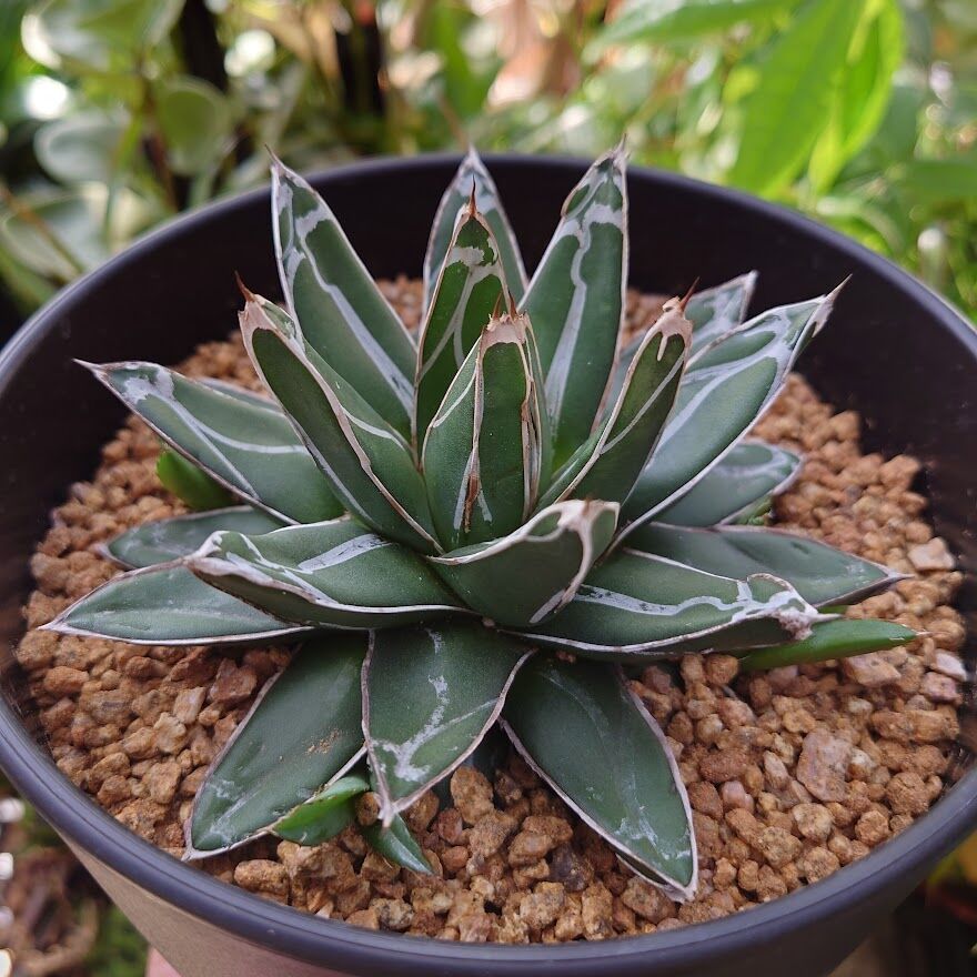⑧アガベ笹の雪 victoriaereginae アガベ 笹の雪 5 Agave victoriae reginae 子株4付 | My-Fav