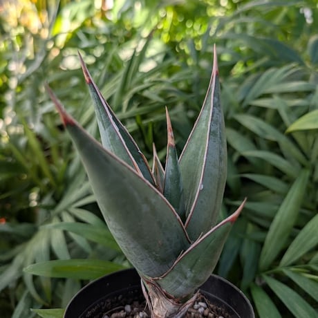 Sansevieria Pinguicula サンセベリア ピングイキュラ SP14