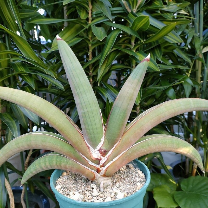 サンセベリア プフィステリ SANSEVIERIA PFISTERII | My-Favthings