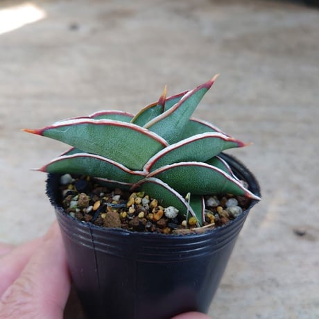 Sansevieria rorida サンスベリア ロリダ R5