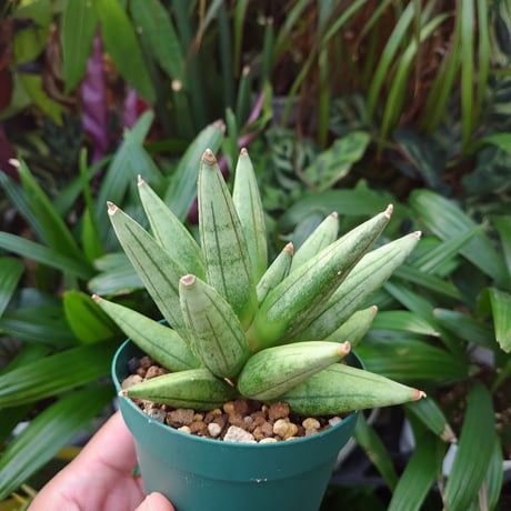 サンスベリア ヘッジホッグ 5 Sansevieria Hedgehog