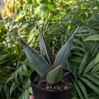 Sansevieria Pinguicula サンセベリア ピングイキュラ SP16