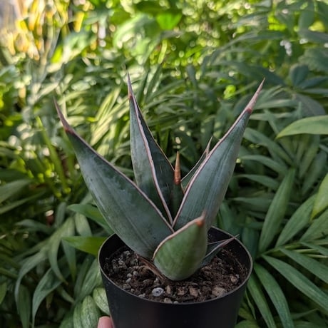 サンスベリア | STORES