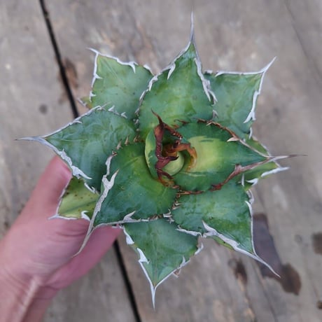 アガベ チタノタ ソーラーエクリプス 1 Agave titanota solareclipse