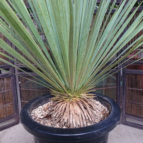 ユッカ ロストラータ yucca rostrata 希少種 【送料無料】