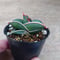 Sansevieria rorida サンスベリア ロリダ R7