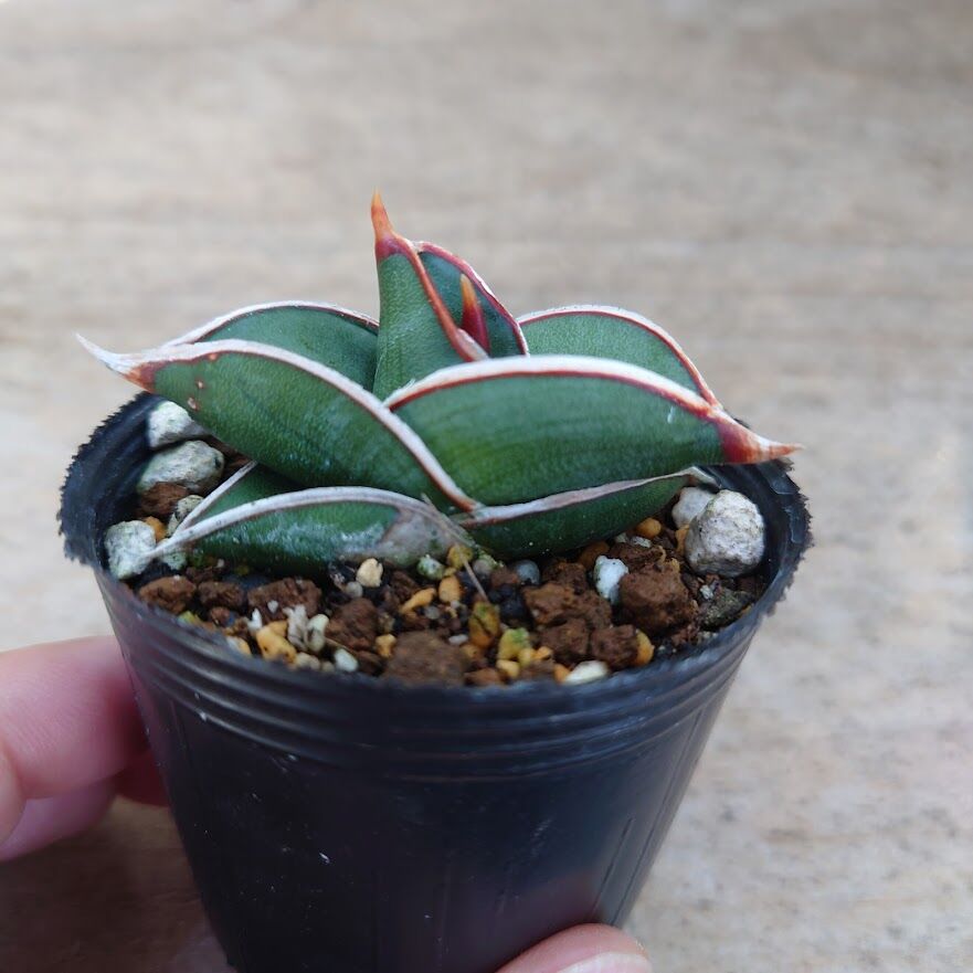 サンスベリア　ロリダ　３株セット Sansevieria Rorida ＊＊3株セット＊＊サンスベリアロリダ