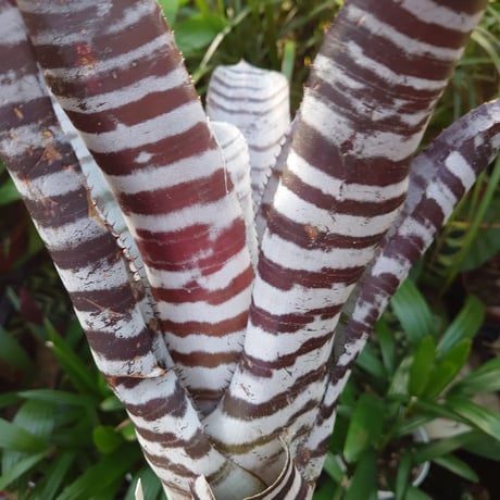 エクメア チャンティニー ブラックアイス 2 Aechmea chantinii CV. Black Ice seedling F1