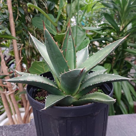 アガベ パープソラム 帝釈天 Agave purpusorum 2