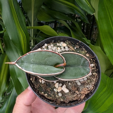 Sansevieria rorida サンスベリア ロリダ R19