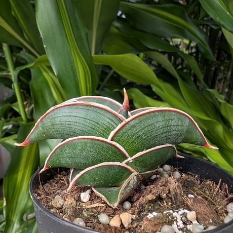 Sansevieria rorida サンスベリア ロリダ R14