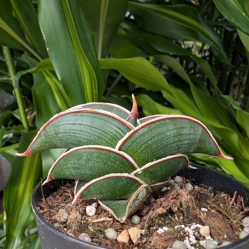 Sansevieria rorida サンスベリア ロリダ R14 | My-Favthings