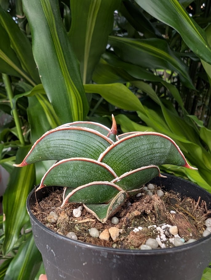 Sansevieria rorida サンスベリア ロリダ R14 | My-Favthings