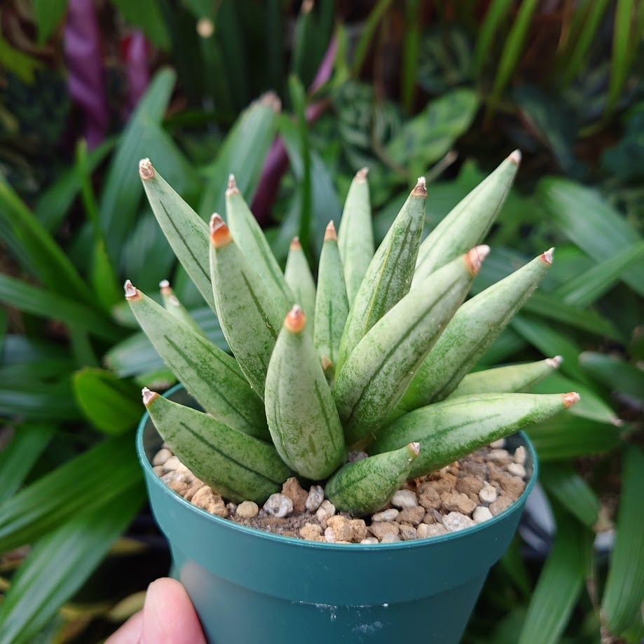 サンスベリア ヘッジホッグ 3 Sansevieria Hedgehog | My-Favth