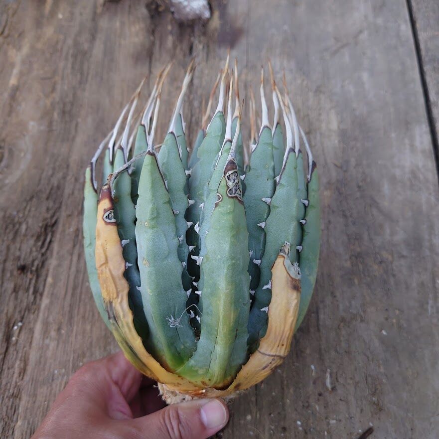 アガベ ユタエンシス ネバデンシス 1 Agave uthaensis var. nevade