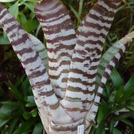 エクメア チャンティニー ブラックアイス 3 Aechmea chantinii CV. Black Ice seedling F1