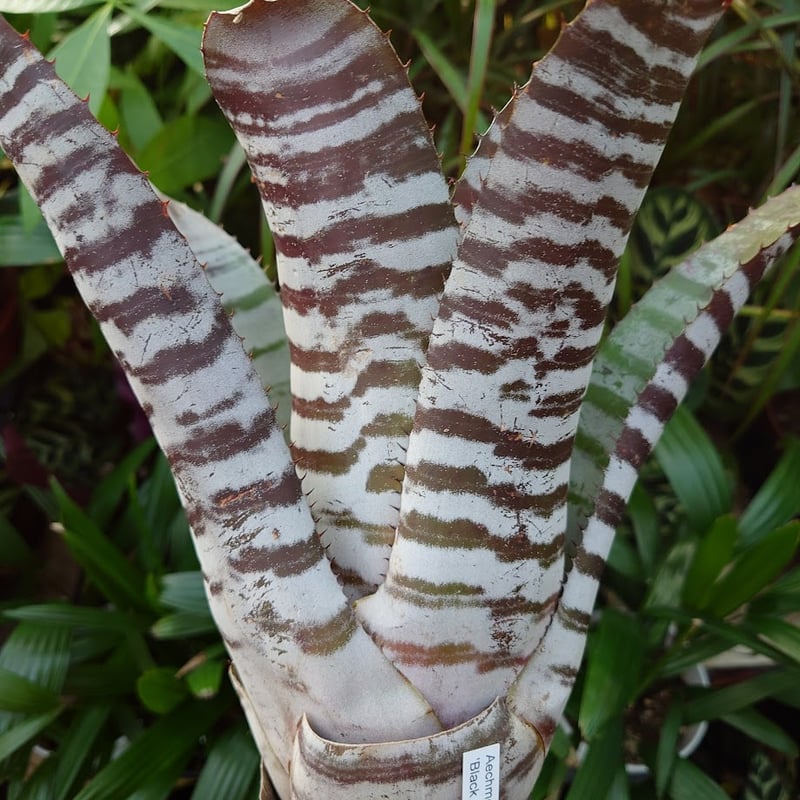 【超大型・美株】　エクメアチャンティニー ブラックアイス③ エクメア チャンティニー ブラックアイス 3 Aechmea chantinii CV. Bl