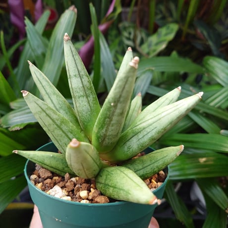 サンスベリア ヘッジホッグ 5 Sansevieria Hedgehog
