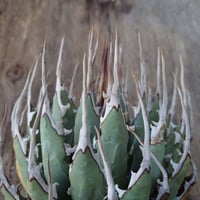 アガベ チタノタ アザラシ 海豹 CS4 agave titanota Compacta 'S