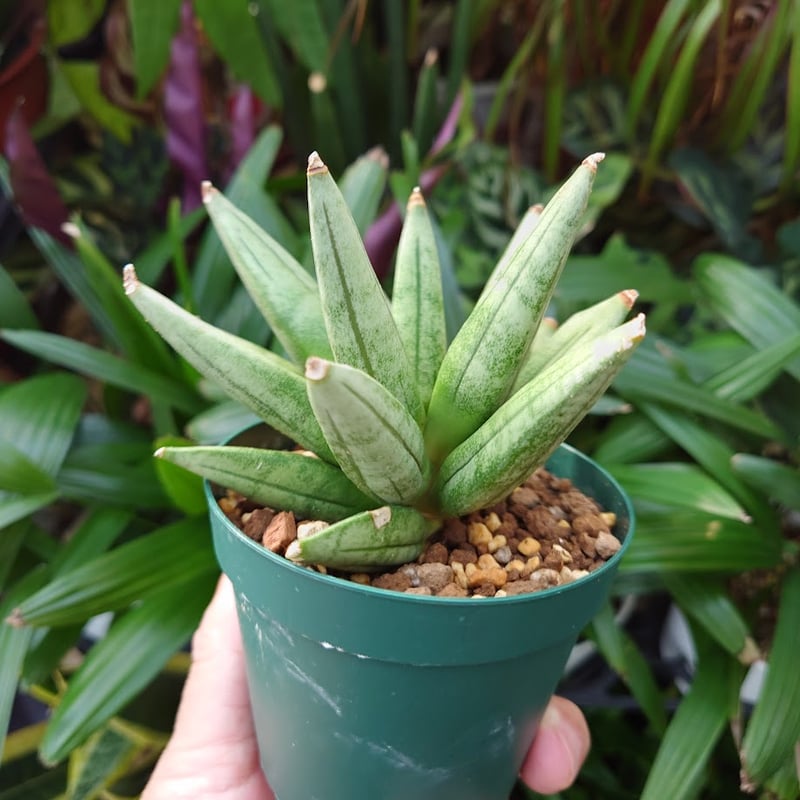サンスベリア Sansevieria Sandee B サンスベリア Sansevieria Sandee