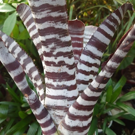 エクメア チャンティニー ブラックアイス 2 Aechmea chantinii CV. Black Ice seedling F1