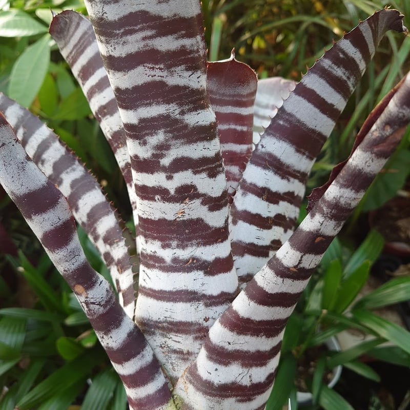 エクメア チャンティニー ブラックアイス 2 Aechmea chantinii