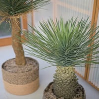 フェイクグリーン ユッカ ロストラータ ポット 94/120 | My-Favthings