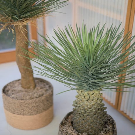 ディクソニア | STORES