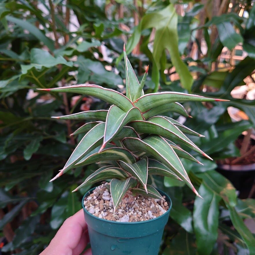 元斑入り】Sansevieria Las Anod Lavranos 24977 サンセベリア