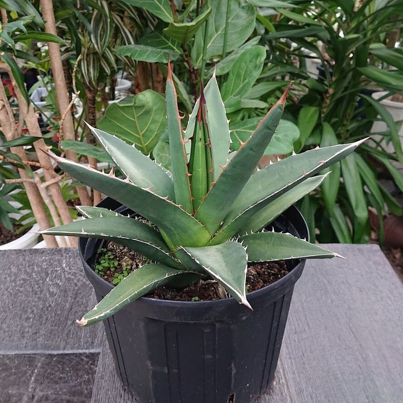 アガベ パープソラム 帝釈天 Agave purpusorum 2 | My-Favthings