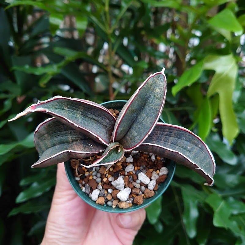 Sansevieria hallii Pink Bat サンスベリア ピンクバット 5