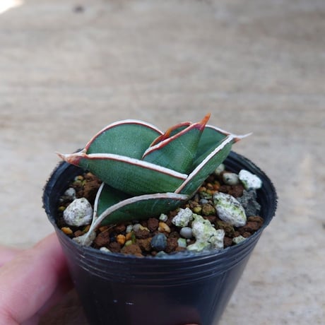 Sansevieria rorida サンスベリア ロリダ R7