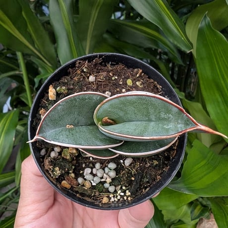 Sansevieria rorida サンスベリア ロリダ R22