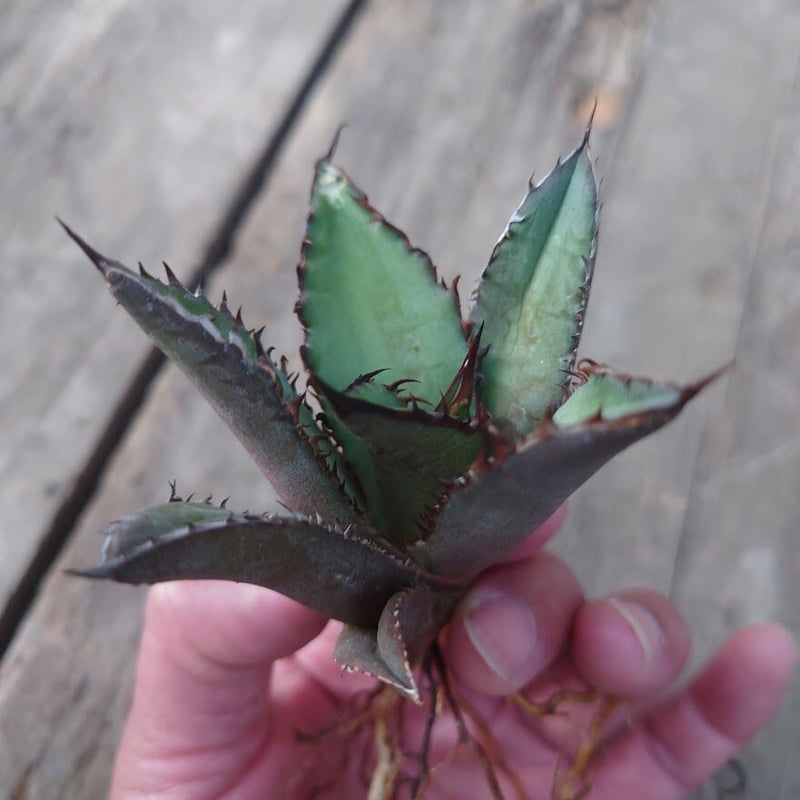 アガベ チタノタ 黒炎 黒火焔巌龍 3 Agave titanota black flame/
